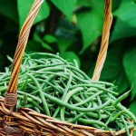 nurserylive-seeds-france-beans-hybrid-selection-french-beans-vegetable-seeds-16969071952012_520x520