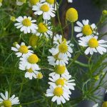 nurserylive-seeds-german-chamomile-herb-seeds-16969073852556_362x362
