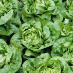 nurserylive-seeds-lettuce-butter-crunch-organic-vegetable-seeds-16969000583308_520x520