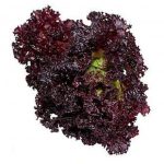 nurserylive-seeds-lettuce-f1-dark-black-rose-vegetable-seeds-16969000714380_520x520