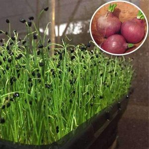 nurserylive-seeds-onion-green-sprouts-microgreen-seeds-16969142075532_520x520