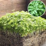 nurserylive-seeds-parsley-flat-leaf-microgreen-seeds-16969159966860_520x520