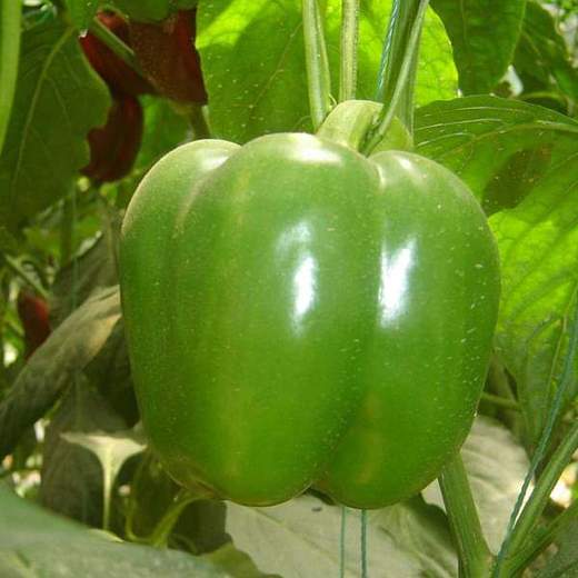 nurserylive-seeds-pepper-em-bella-vegetable-seeds-16969173500044_520x520