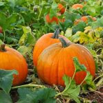 nurserylive-seeds-pumpkin-f1-hybrid-406-vegetable-seeds-16969111797900_520x520