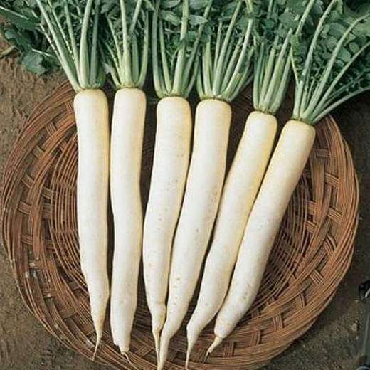nurserylive-seeds-radish-f1-great-long-white-vegetable-seeds-16969113600140_520x520
