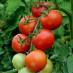 nurserylive-seeds-tomato-f1-hybrid-ts-15-vegetable-seeds-16969124675724_520x520