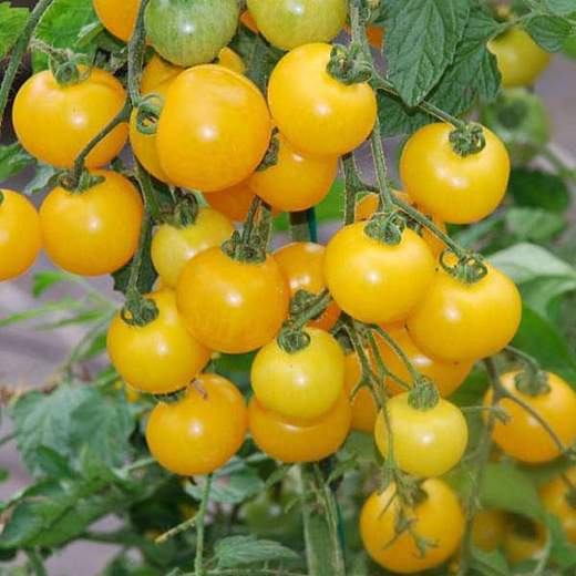 nurserylive-seeds-tomato-golden-currant-vegetable-seeds-16969381609612_520x520