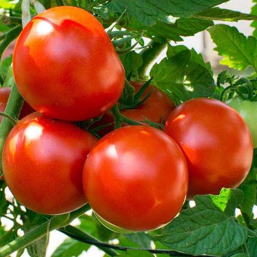 nurserylive-seeds-tomato-imported-moneymaker-heirloom-vegetable-seeds-16969382068364_520x520