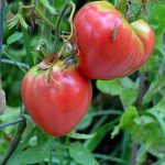 nurserylive-seeds-tomato-imported-oxheart-heirloom-vegetable-seeds-16969382232204_520x520