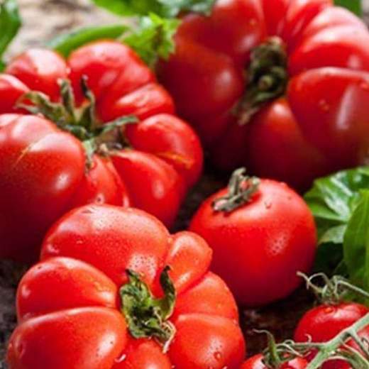 nurserylive-seeds-tomato-marglobe-heirloom-vegetable-seeds-16969124741260_520x520