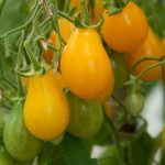 nurserylive-seeds-tomato-yellow-pear-shaped-vegetable-seeds-16969384460428_520x520