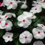 nurserylive-seeds-vinca-f1-nana-little-bright-eyes-flower-seeds-16969132146828_362x362