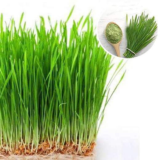 nurserylive-seeds-wheat-grass-green-sprouts-leaf-microgreen-seeds-16969425617036_520x520