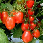nurseyrlive-tomato-imp-uc-82-seeds_520x520