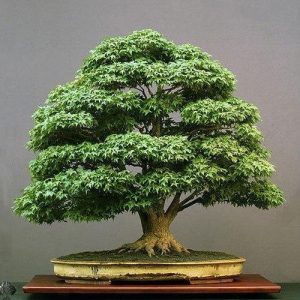 bonsai-plant-500x500