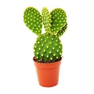 nurserylive-plants-bunny-ear-cactus-opuntia-microdasys-cactus-plant-16969143812236_520x520