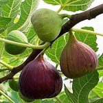 nurserylive-plants-fig-tree-anjeer-fruit-common-fig-fruit-plant-16968860139660_600x
