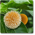 nurserylive-plants-kadam-tree-kadamb-plant-16968971813004_300x300