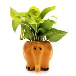money-plant-golden-in-elephant-cerami-citrus-pot-front-800x800