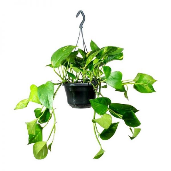 money-plant-green-hanging-small-800x800