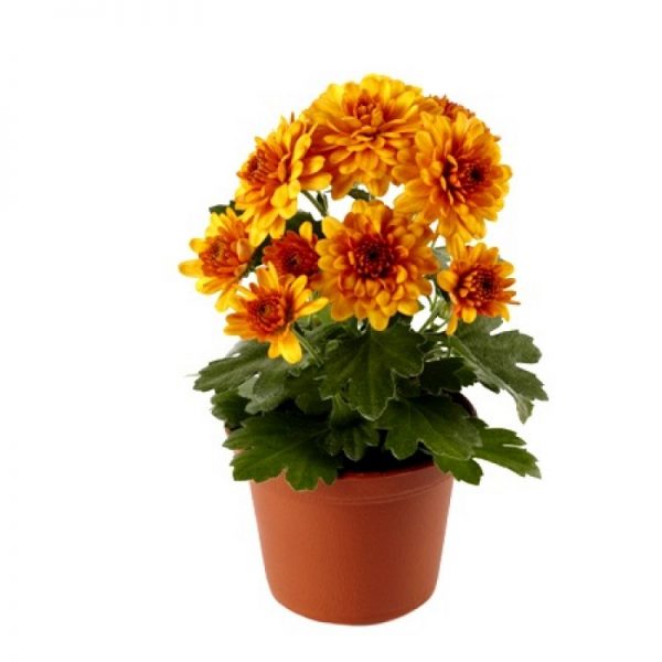 pg-chrysanthemum-orange-800x800
