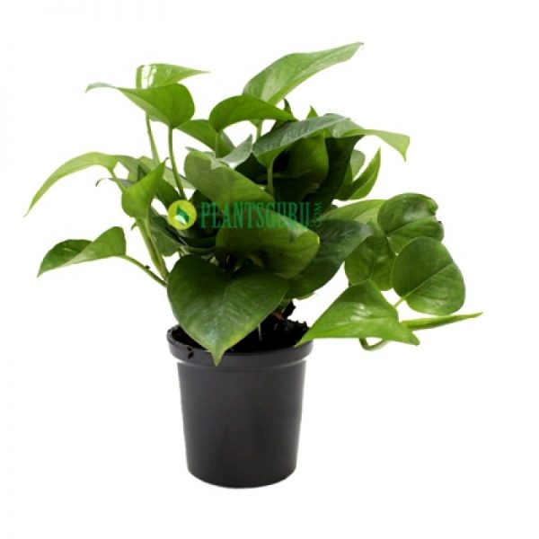 pg-money-plant-green-in-ceramic-pot-800x800