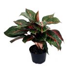 plants-guru-aglaonema-red-emerald-800x800