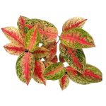plants-guru-aglaonema-red-impressa-800x800