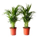 plantsguru-areca-palm-pack-of-2-800x800
