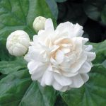 rare-jasminum-sambac-arabian-jasmine-mogra-fragrant-flower-1-live-plant--250x250
