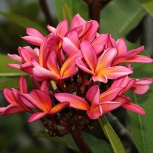plants-guru-annual-flowering-plants-plumeria-dwarf-pink-800x800