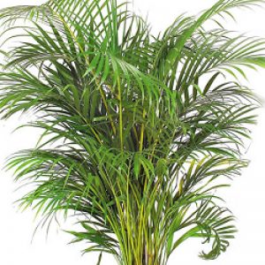 plants-guru-palms-and-cycades-areca-palm-800x800
