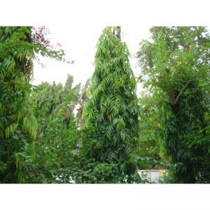 plantsguru-forestryseeds-Pendula Ashok-800x800