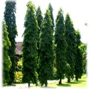 plantsguru-forestryseeds-Polyathia Longifolia Ashok-800x800
