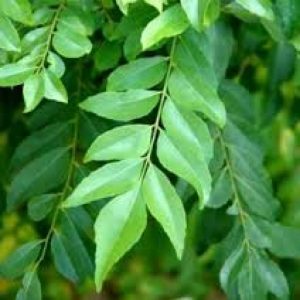 plantsguru-medicinalseeds-Curry-Leaves-Kadi-Patta-(1 Kg)-Seeds-800x800 (1)