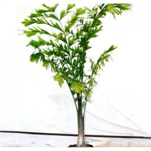 plantsguru-palmsandcycades-fishtail-palm-800x800