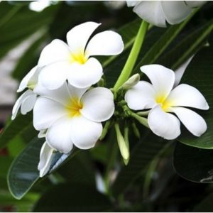 plantsguru-plumeria-white-800x800 (1)