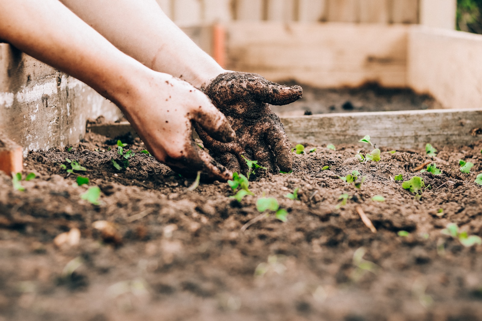 Companion Planting for Pest Control: Enhancing Your Garden’s Natural Defense