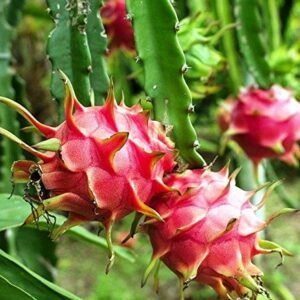 RED DRAGON FRUIT   Dragon Fruit, Ajagar Phal ( Grown through seeds ) - Plant