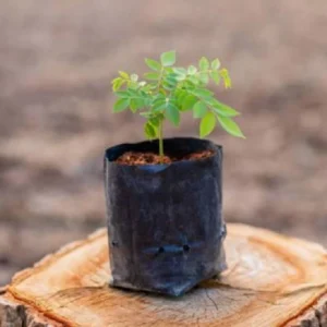 BLACK NURSERY COVER / POIY GROW BAG