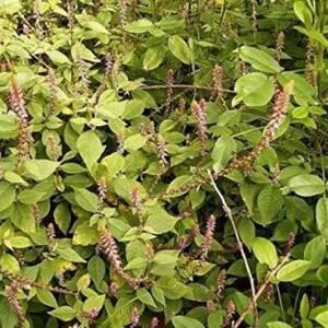 (1) अपामार्ग (लटजीरा) Ayansh Plants Apamarga/Achyranthes Aspera Medicinal Plant