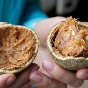 12. Wood Apple ( कपित्थ, कैथ )