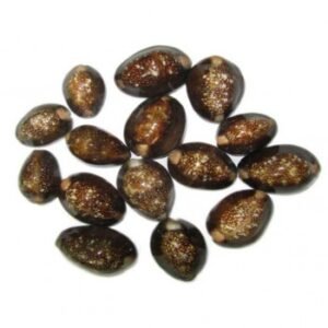 Reddish brown kaudi 10 Pcs