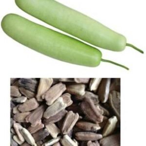 Bottle Gourd G2 - Desi Vegetable Seeds