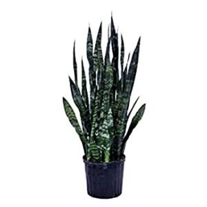 Snake Plant, Sansevieria trifasciata, Sansevieria zeylanica - Plant