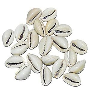 Rolimoli Natural White Kodi Shells for Pooja (White|Set of 21)