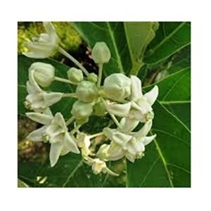 Safed Aak/White Plant