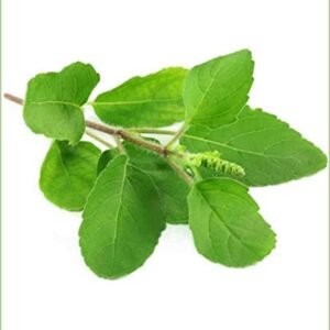 Tulsi