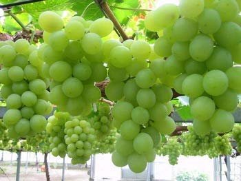 Grape, Angoor (Seedless) - Plant 2 Grape, Angoor (Seedless) - Plant