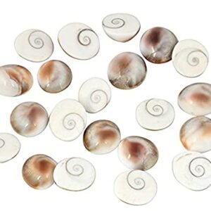 Natural Gomati Chakra from Gomti River, Standard, Off white -Set of 12 Piece